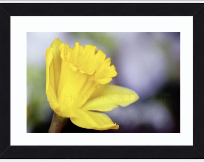 Daffodil Notecards, Spring Floral Stationery