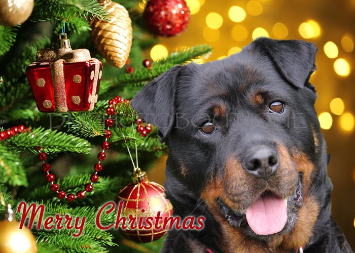 Rottweiler Christmas Cards 