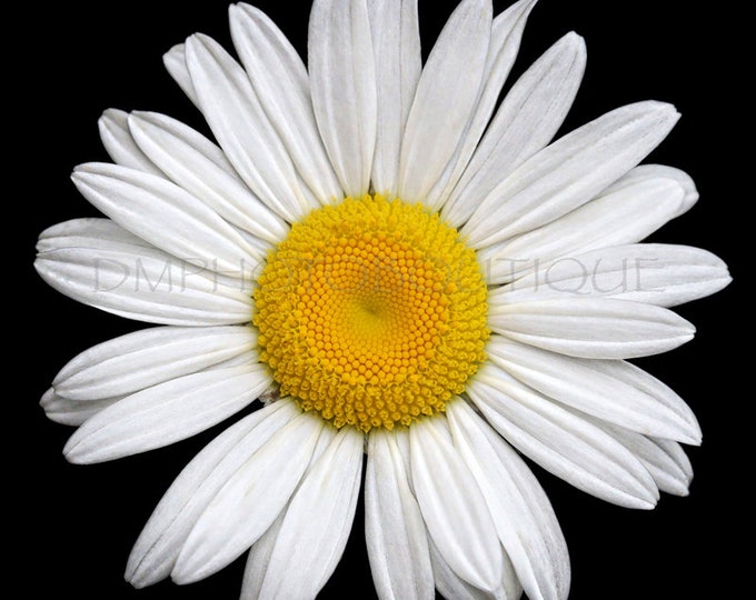 Daisy Canvas, Daisy Print, Daisy Photo, Daisy, Daisy Photography, Flower, Flower Print, Daisy Decor, Daisy Wall Art Print, Daisy Wall Decor