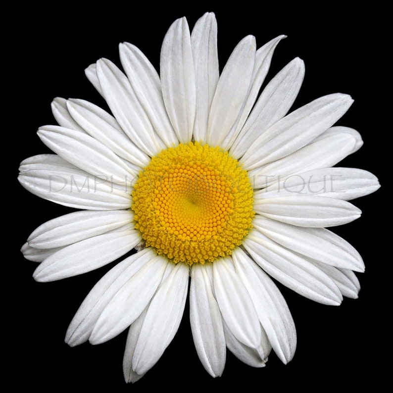 Daisy Canvas, Daisy Print, Daisy Photo, Daisy, Daisy Photography