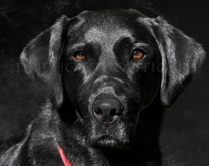 Black Lab Notecards, Labrador Retriever Notecards, Lab Notecards, Lab Gifts, Lab Lover, Labrador Retriever, Dog Notecards, Dog, Dog Gifts