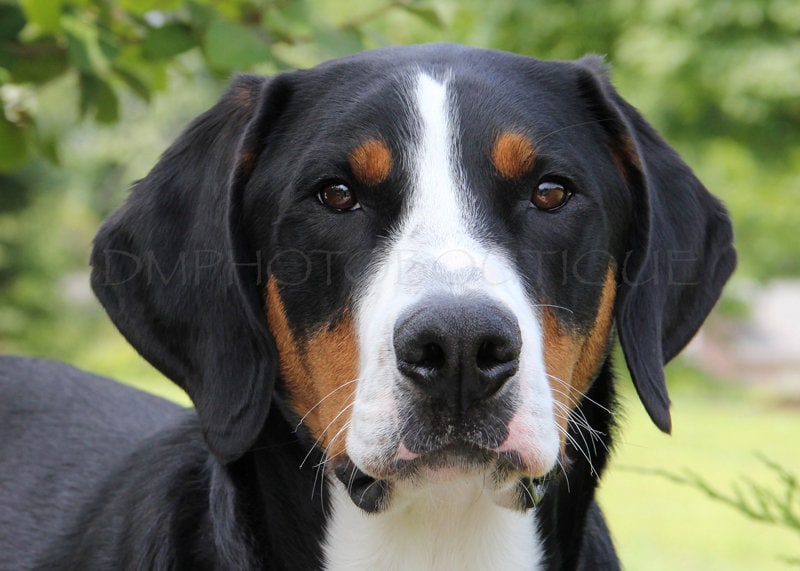 Swissy Greater Swiss Mountain Dog Characteristics Greater Swiss