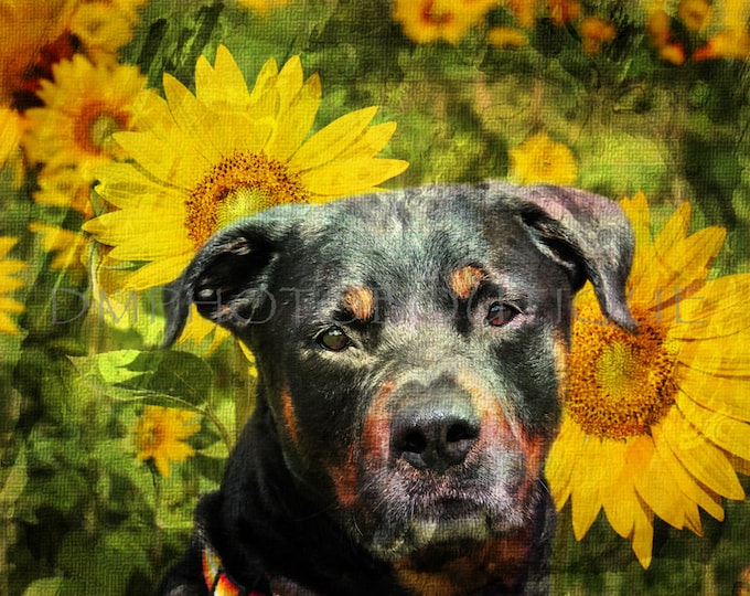 Rottweiler Notecards, Rottweiler Blank Cards, Rottweiler Greeting Cards, Rottie Notecards, Rottweiler Gifts, Rottie Gifts, Dog Gifts, Rottie