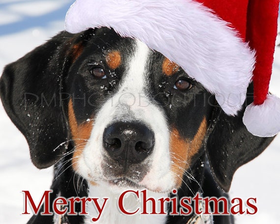 Snow Swissies Greater Swiss Mountain Dog Christmas Cards, Greater