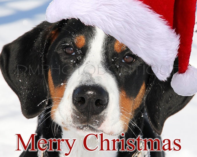 Greater Swiss Mountain Dog Christmas Cards, Greater Swiss Mountain Dog Holiday Cards, Swissy Christmas Cards, Swissy Holiday Cards, Dog