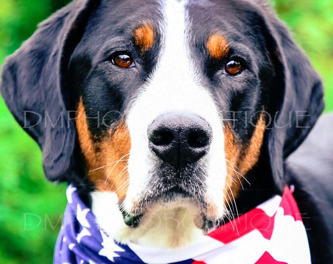 Greater Swiss Mountain Dog Notecards, Swissy Notecards, Greater Swiss Mountain Dog Cards, Swissy Cards, Swissy Gift, Dog Lover Gift, Dog