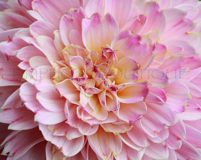 Dahlia Notecard, Flower Notecard, Flower Greeting Card, Dahlia, Dahlia Blank Card, Flower Blank Card, Floral Stationary, Dahlia Print,Floral