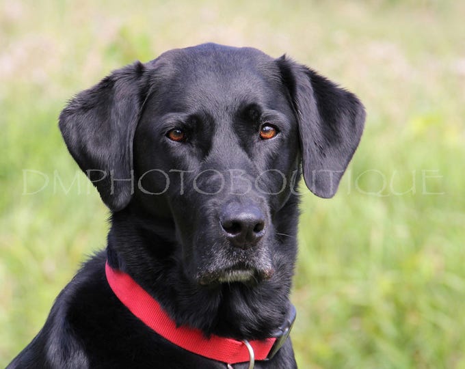 Black Lab Notecard, Black Lab Notecard Set, Labrador Retriever Notecards, Lab Notecards, Dog Notecards, Labrador Retriever Card, Black Lab
