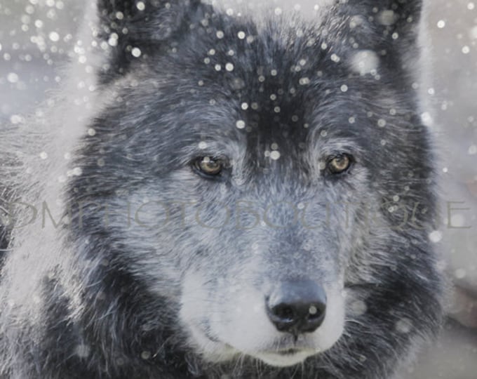 Wolf Notecards, Wolf, Gray Wolf Notecards, Wolf Gift, Wolf Greeting Cards, Nature Notecards, Winter Wolf Notecards, Gray Wolf Greeting Cards