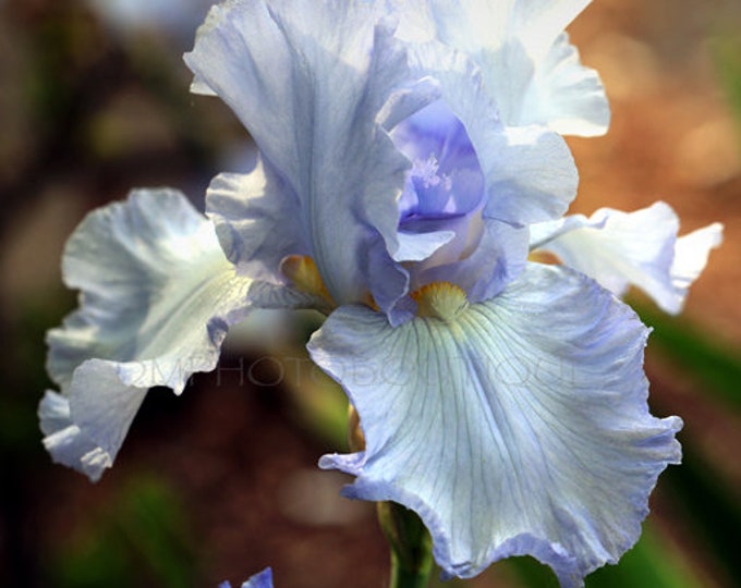 Iris Flower Notecards, Iris Flower Art, Iris Flower Print, Floral Art, Iris Print, Iris Art, Floral Art Print, Floral Artwork, Wall Art
