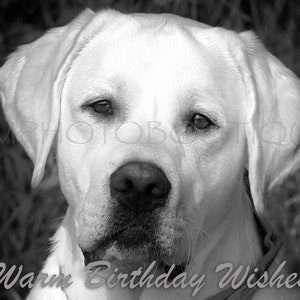 Lab, Lab Birthday Card, Labrador Retriever Birthday Card, Dog Birthday Card, Dog Lover Card, Yellow Lab, Labrador Retriever