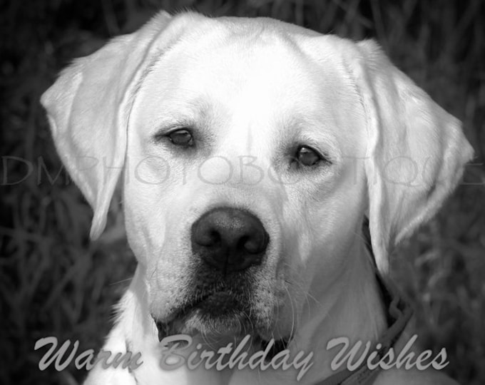 Lab, Lab Birthday Card, Labrador Retriever Birthday Card, Dog Birthday Card, Dog Lover Card, Yellow Lab, Labrador Retriever