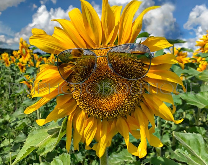 Sunflower Canvas, Sunflower Print, Sunflower Art, Sunflower Decor, Sunflower Wall Art, Sunflower, Sunflower Wall Decor, Sunflower Notecards