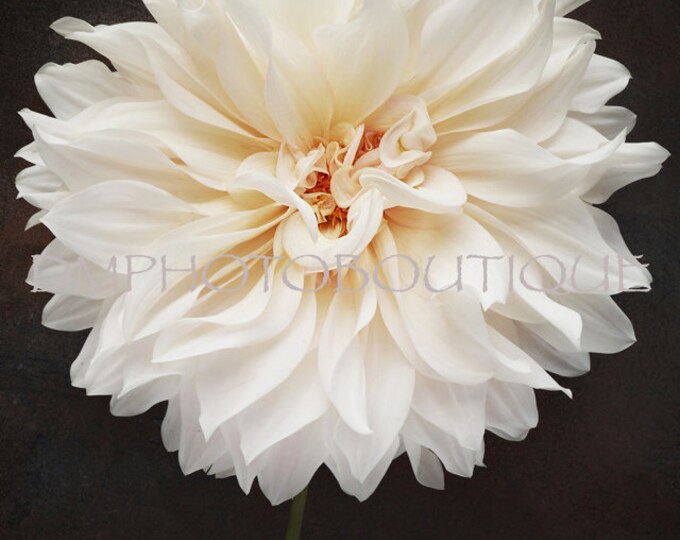 Dahlia Print, Dahlia Canvas, Dahlia Notecards, White Flower Print, White Flower Canvas, White Flower Notecards, Floral Print, Floral Canvas