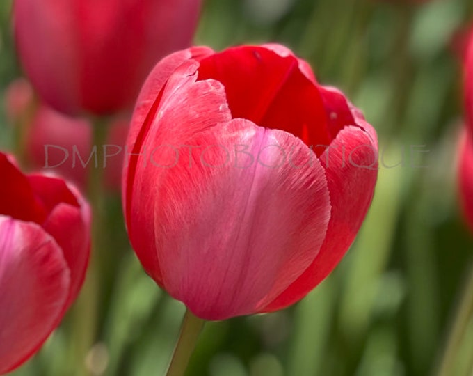 Tulip Notecards, Tulip Greeting Card, Tulip Cards, Flower Notecards, Flower Card, Flower Greeting Card, Floral Notecard, Floral Card, Floral