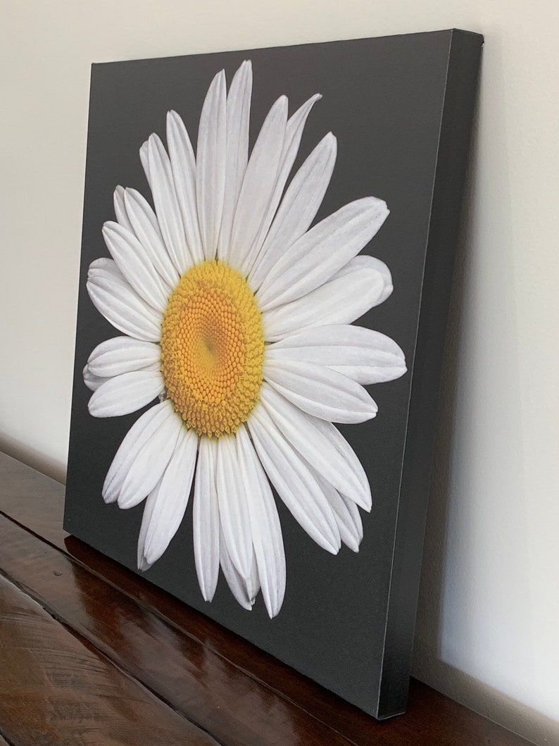 Daisy Canvas, Daisy Print, Daisy Photo, Daisy, Daisy Photography