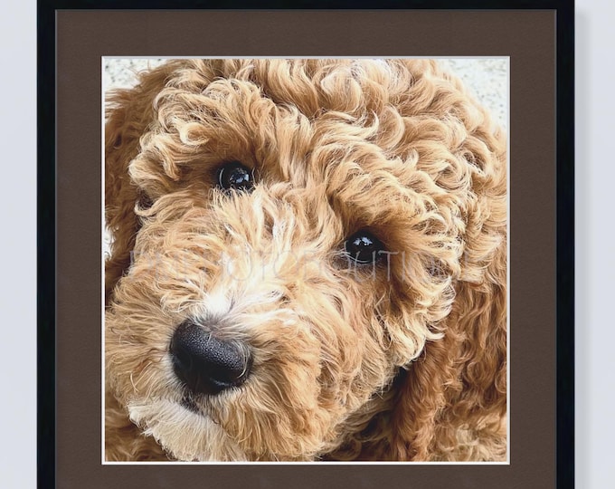 Labradoodle Print, Labradoodle Notecards, Labradoodle Greeting Card, Labradoodle Gift, Doodle Card, Doodle Mom, Dog Card, Dog Greeting Card