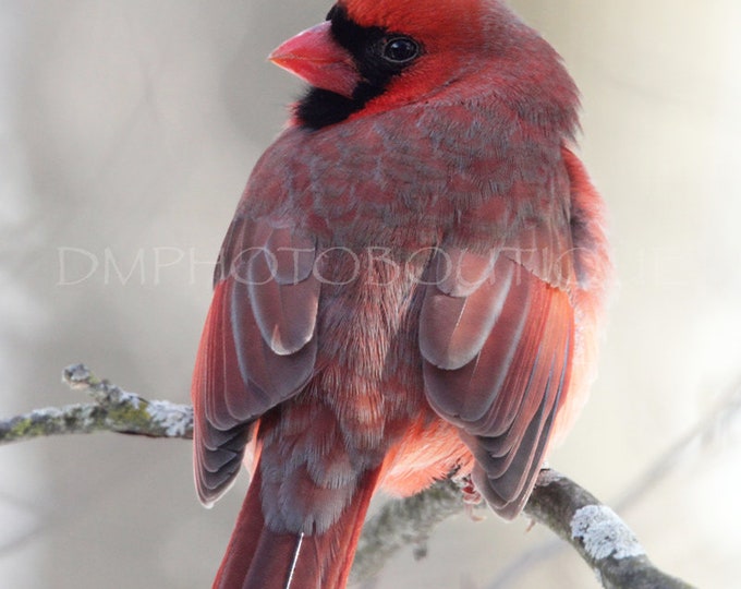 Cardinal Notecards, Cardinal Greeting Cards, Cardinal Cards, Cardinal Cards Set, Cardinal Gift, Nature Gift, Nature Notecards, Sympathy Card