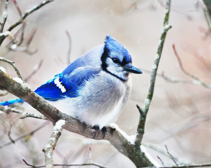 Blue Jay Notecards, Blue Jay Greeting Cards, Blue Jay Cards, Blue Jay Gift, Bird Notecards, Bird Gift, Bird Lover Gift, Nature Notecards