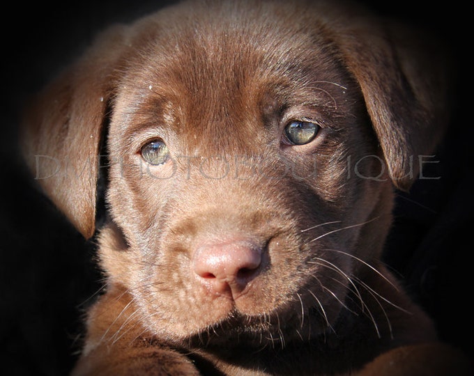 Lab Puppy Notecards, Labrador Retriever Puppy Notecards, Lab Card, Labrador Retriever Print, Chocolate Lab, Brown Lab Puppy