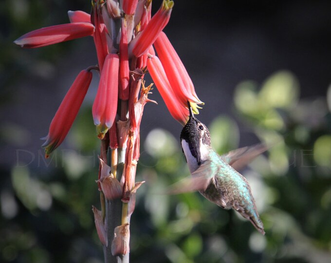 Hummingbird Notecard, Hummingbird Photography, Hummingbird Greeting Card, Hummingbird Black Card, Hummingbird, Hummingbird Gift, Birdlover