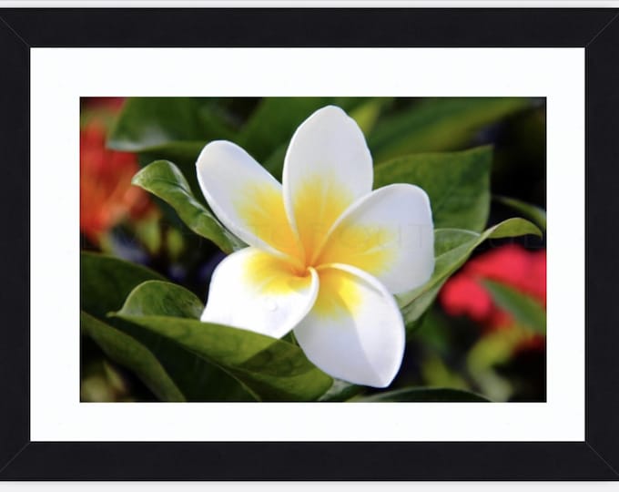 Plumeria Flower Photo Print, Tropical Wall Art, Canvas, Floral Notecards, Nature Art