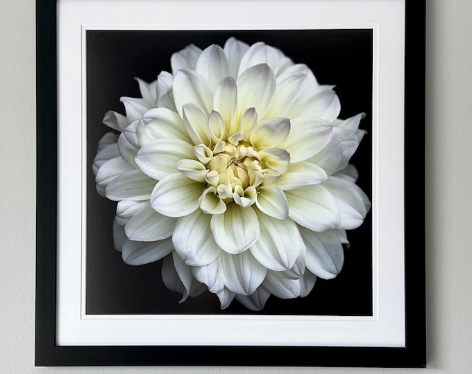 Dahlia Art Print, Dahlia Art, Floral Wall Art, Floral Wall Prints, Floral Art Print, Floral Artwork, Wall Art Prints, Floral Notecards