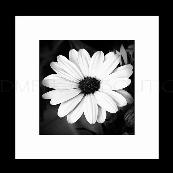 Daisy Print Daisy Art Daisy Artwork Daisy Wall Art Daisy Etsy