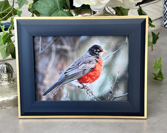 Framed Robin Art Print: Royal Blue with Gold Accents