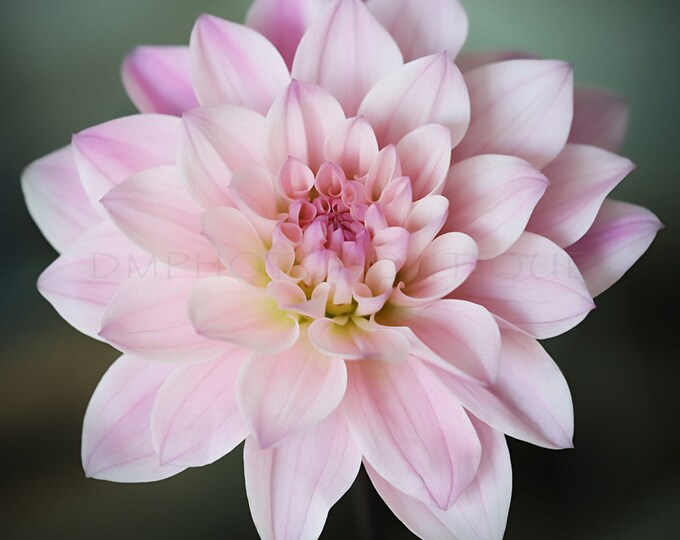 Dahlia Notecards, Floral Notecards, Dahlia Blank Cards, Dahlia Greeting Card, Floral Greeting Card, Floral Blank Cards, Flower Card, Flower