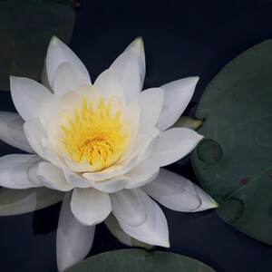 Water Lily Print, Water Lily Canvas, Water Lily, Water Lily Art, Lily Print, Water Lily Wall Art, Wall Art, Water Lily Decor, Spa Decor