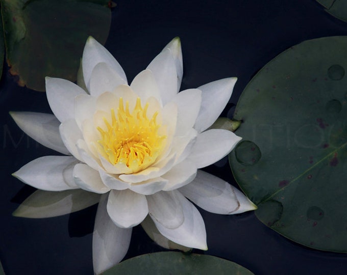 Water Lily Print, Water Lily Canvas, Water Lily, Water Lily Art, Lily Print, Water Lily Wall Art, Wall Art, Water Lily Decor, Spa Decor