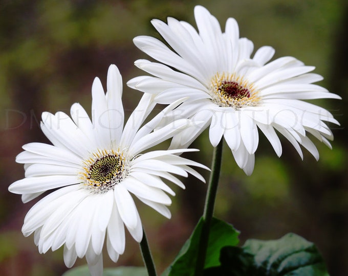 Gerbera Daisy Print, Gerbera Daisy, Daisy Photo, Flower Print, White Gerbera Daisy, Daisy Print, Flower Photo, Flower Wall Art, Floral Art