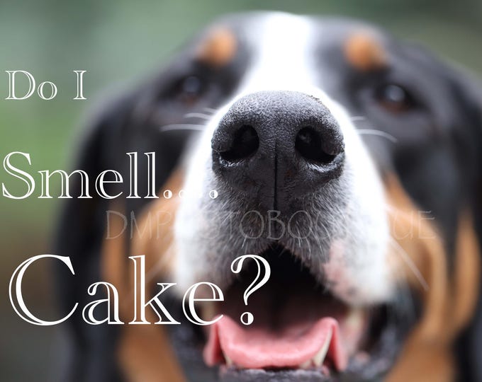 Do I Smell Cake Birthday Card, Birthday Card with Dog, Greater Swiss Mountain Dog Birthday Card, Dog Birthday Card, Dog Gift, Dog Card
