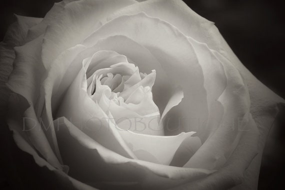 Black And White Rose Print Rose Art Print Rose Art Work Etsy