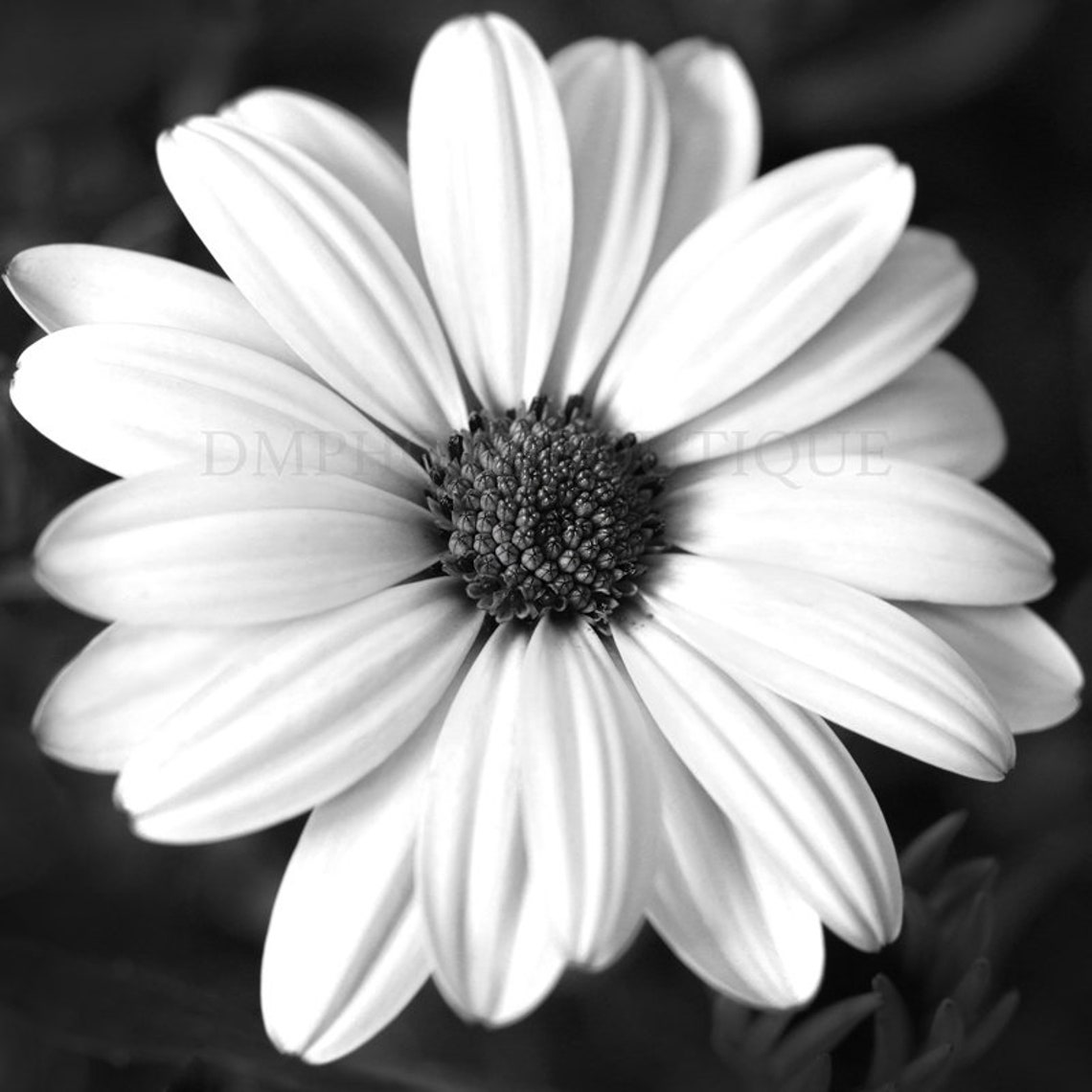 Daisy Wall Art Daisy Wall Decor Daisy Wall Hanging Daisy Etsy