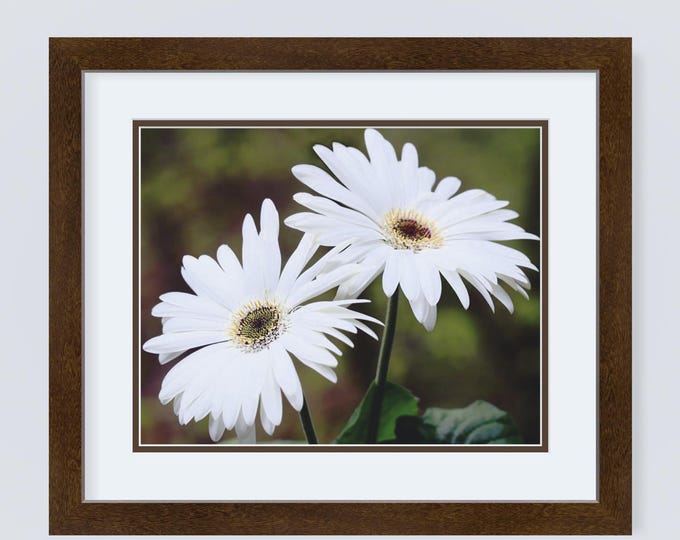 Gerbera Daisy Print, Gerbera Daisy, Daisy Photo, Flower Print, White Gerbera Daisy, Daisy Print, Flower Photo, Flower Wall Art, Floral Art