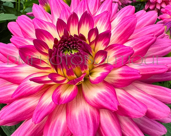 Dahlia Notecard, Floral Notecard, Flower Notecard, Floral Blank Card, Flower Stationary, Dahlia Print, Flower Art, Floral, Flower Card