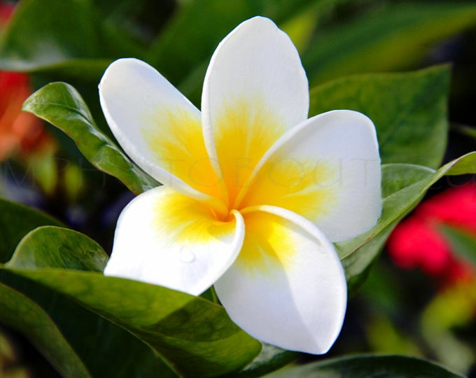 Plumeria Flower Print, Plumeria Flower Canvas, Plumeria Flower, Plumeria Print, Plumeria Canvas, Plumeria Photo, Plumeria Art, Plumeria