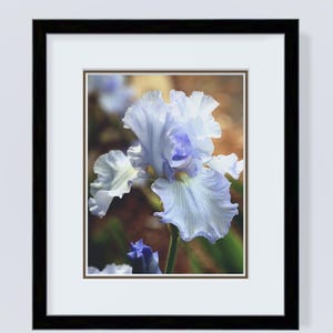 Iris Flower Art Print, Floral Wall Decor, Set of 10 Notecards