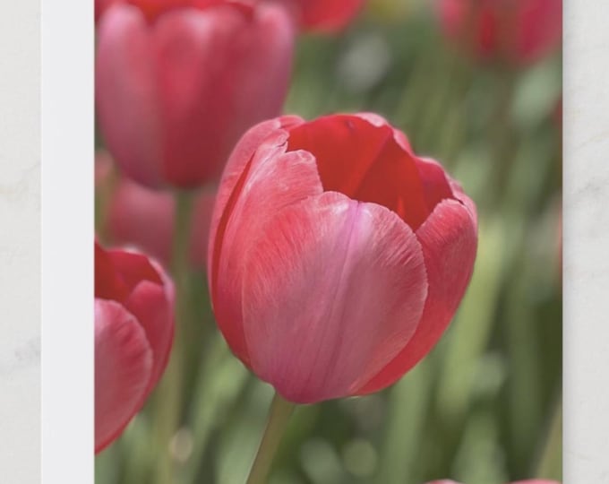 Tulip Notecards, Floral Greeting Card (4.25 x 5.5)