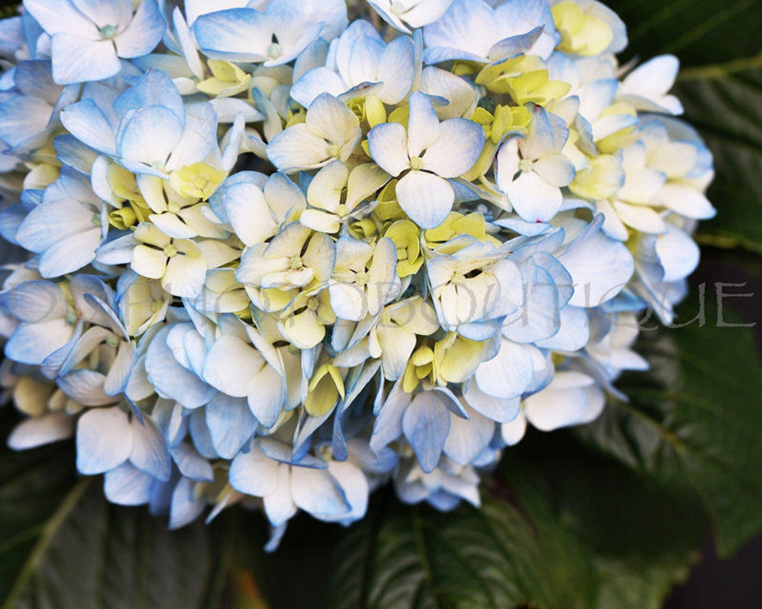 Hydrangea Floral Notecards, Set of 10, Flower Card - Etsy