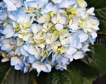 Hydrangea Floral Notecards, Set of 10, Flower Card