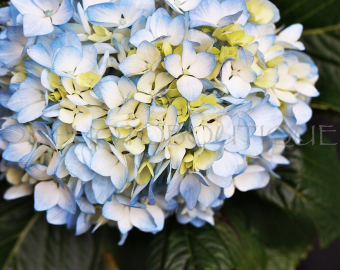 Hydrangea Notecards, Hydrangea Print, Hydrangea Canvas, Hydrangea Card, Floral Notecards, Floral Print, Floral Wall Art, Floral Canvas