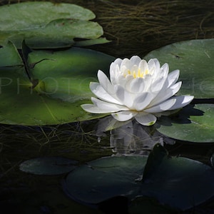 Water Lily Print, Water Lily, Lily Pad Print, Lily Print, Wall Art, Wall Decor, Spa art, Tranquil Art, Water Lily Art, Water Lily Wall Art