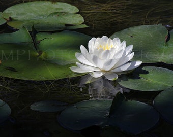 Tranquil Water Lily Art Print, Lily Pad Wall Decor