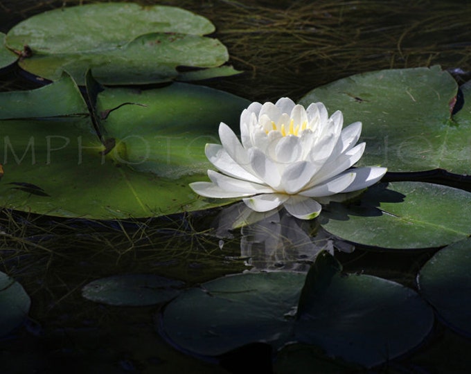 Water Lily Print, Water Lily, Lily Pad Print, Lily Print, Wall Art, Wall Decor, Spa art, Tranquil Art, Water Lily Art, Water Lily Wall Art