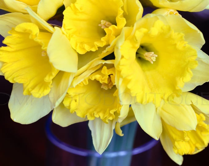 Daffodil Notecards, Daffodil Photo, Daffodil Print, Flower Photo, Flower Photography, Flower Art Print, Flower Artwork,Flower Decor For Wall