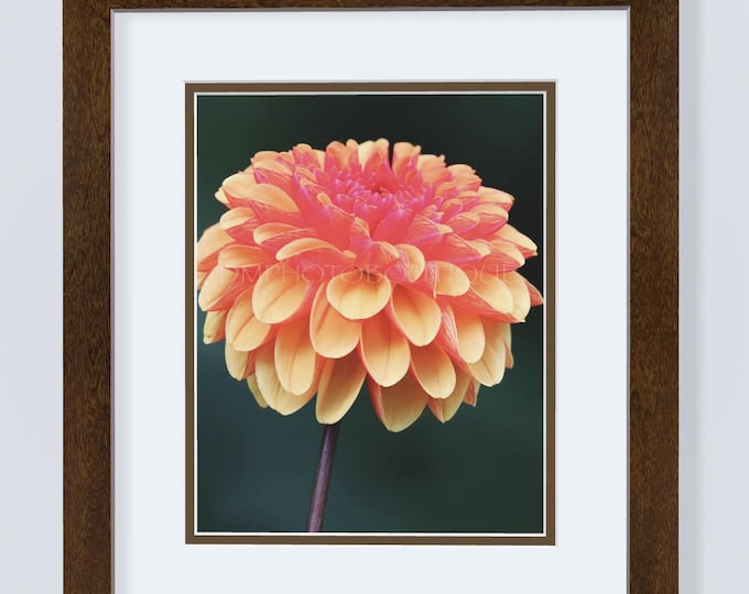 Dahlia Notecards, Dahlia Art Print, Dahlia Cards, Flower Notecards, Flower Cards, Nature Notecards, Nature Cards, Floral Print,Floral Canvas