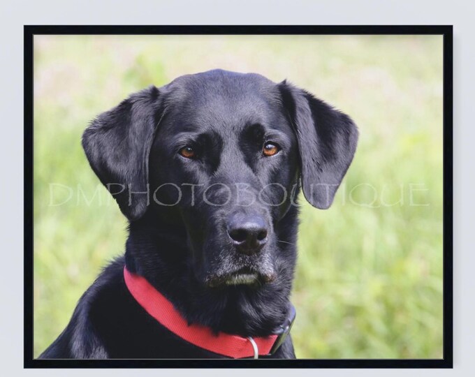 Black Lab Notecard, Black Lab Notecard Set, Labrador Retriever Notecards, Lab Notecards, Dog Notecards, Labrador Retriever Card, Lab Print